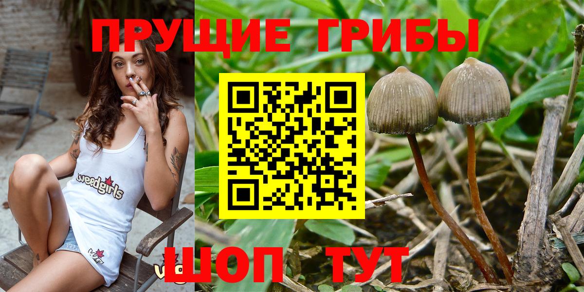 Челябинск  Псилоцибиновые грибы Psilocybine cubensis  Вход с VPN 